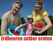 Erdbeeren zum Selberpflücken - die Erdbeerfelder von Hofreiter  (©Foto: Martin Schmitz)